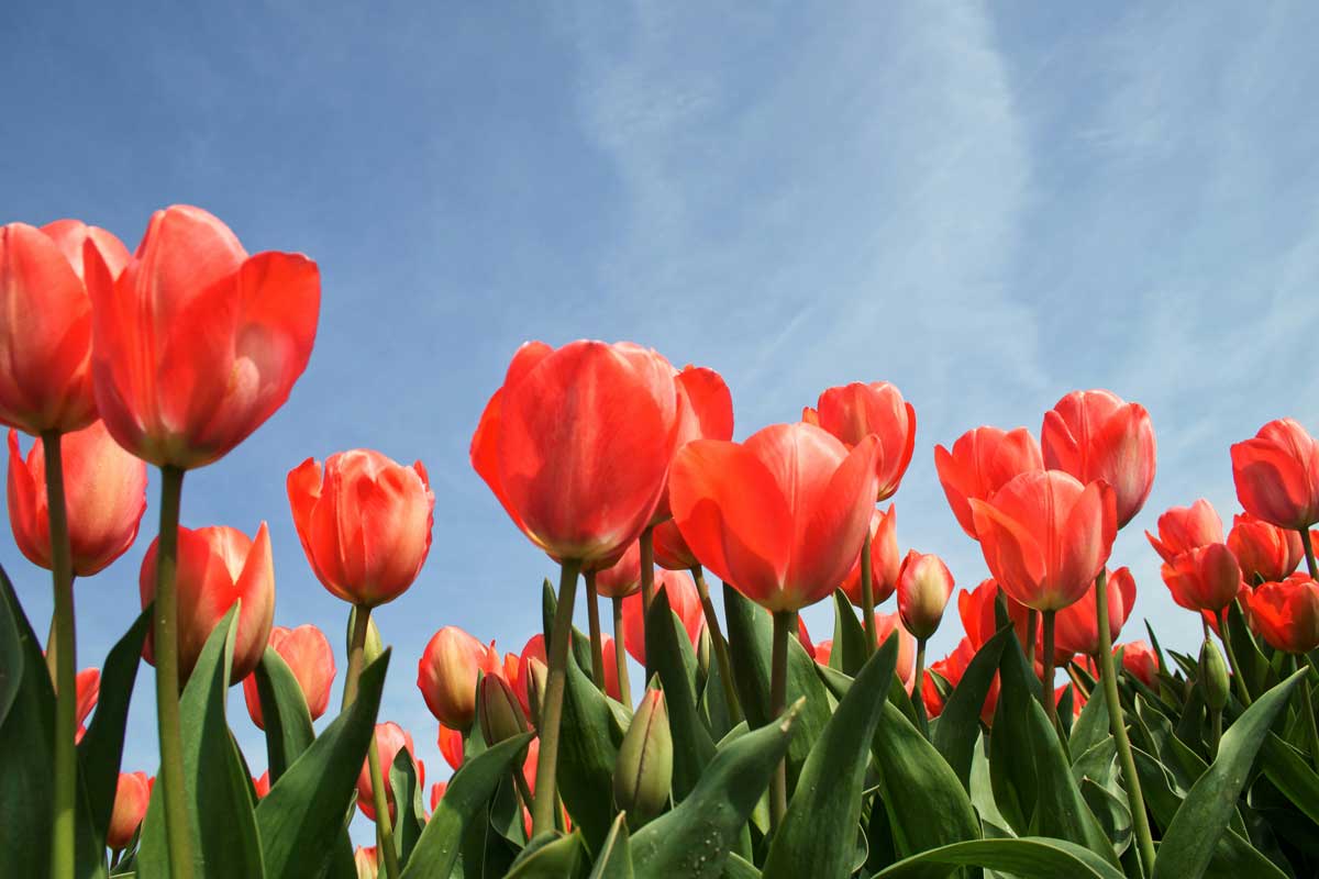 Почему тюльпаны не цветут: что делать и какие могут быть причины