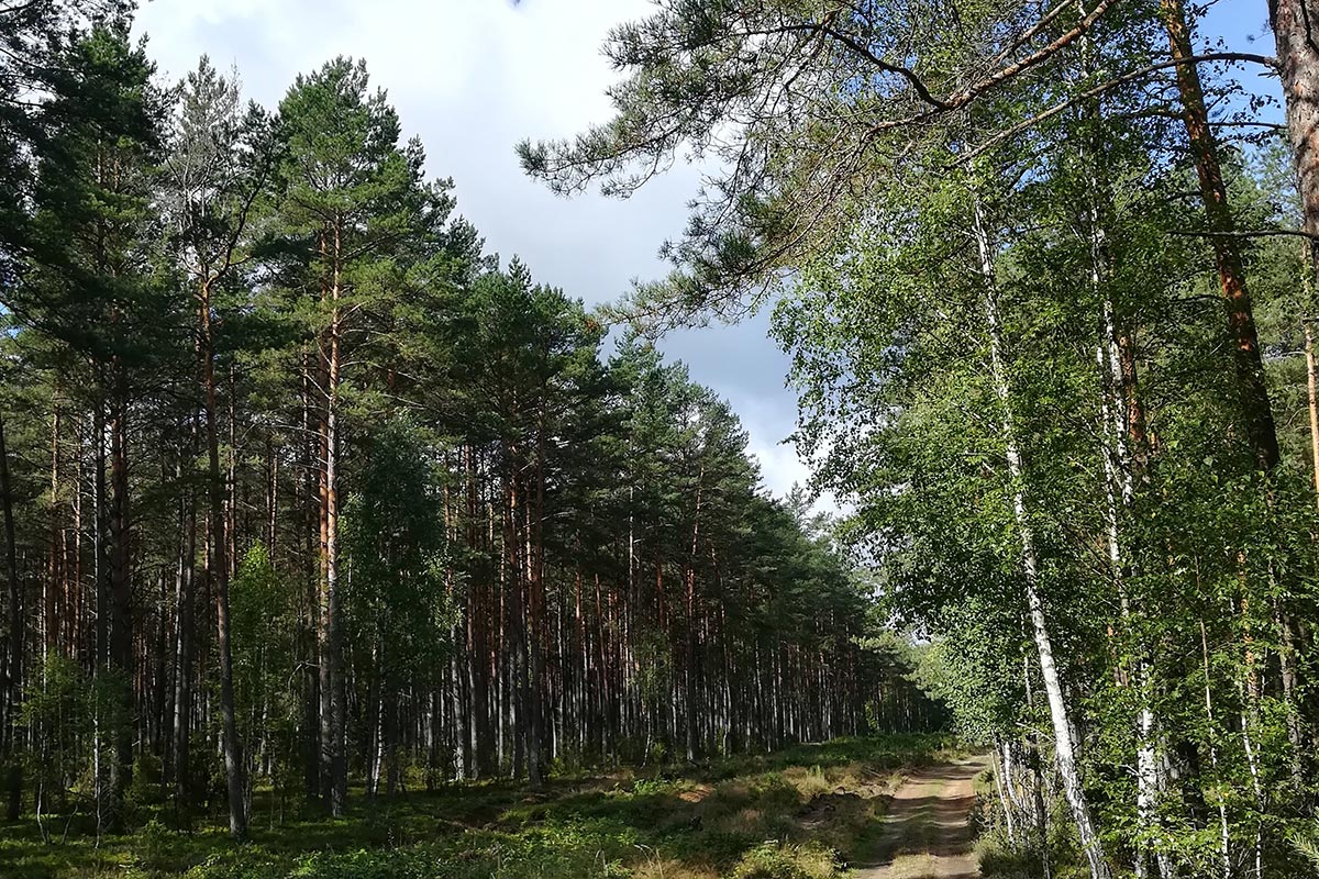 Масштабные ограничения на посещения лесов действуют в Беларуси