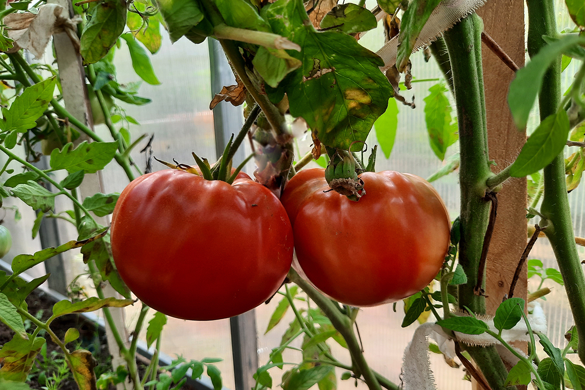 Недалеко от Гродно вырастили помидор весом почти в 1,7 кг