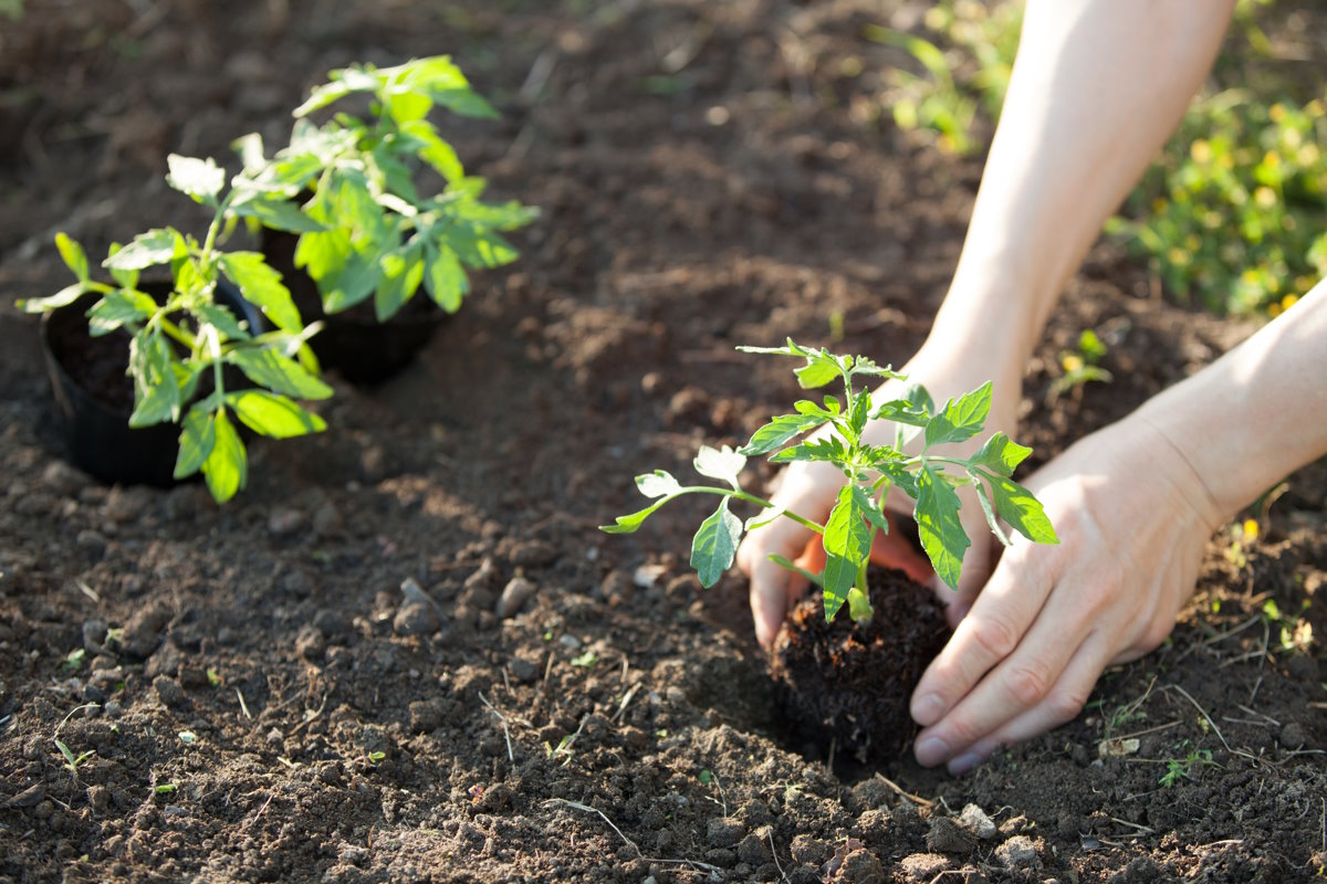 Поливать ли помидоры уже сейчас: как увлажнять почву для хорошего урожая