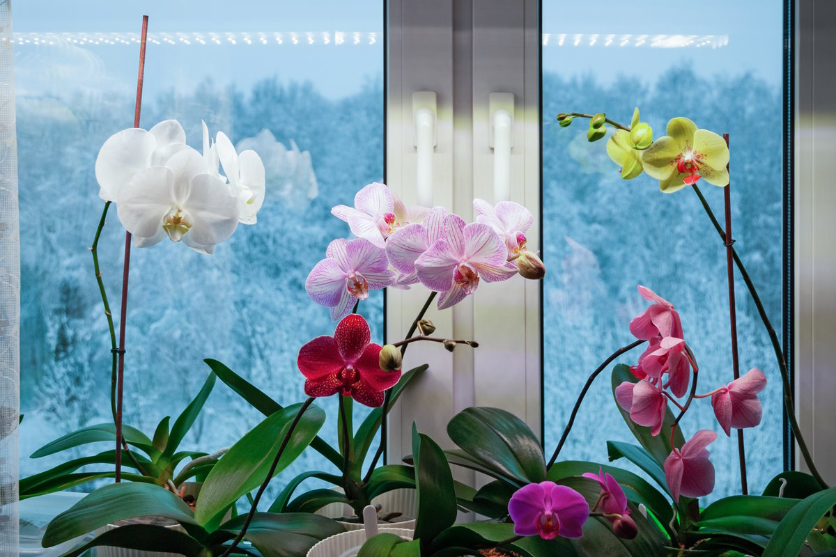 В ботаническом саду можно будет увидеть редкие виды орхидей