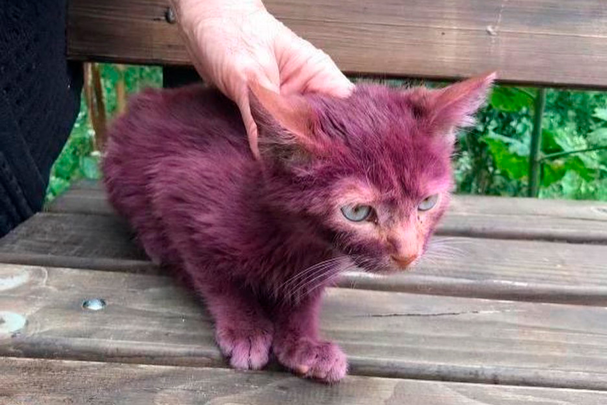 В Минске нашли фиолетового котенка – кто-то над ним издевался