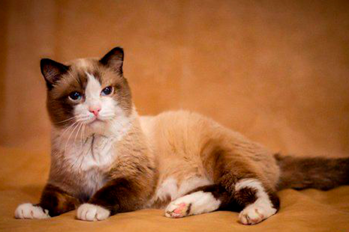 Умер Дашун – самый старый сиамский кот России