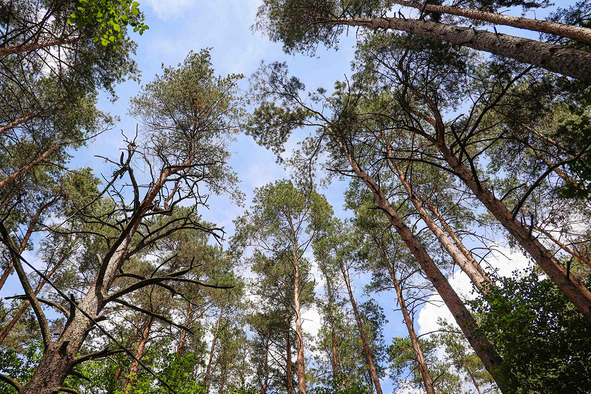 В Беларуси снимают ограничения на посещение лесов