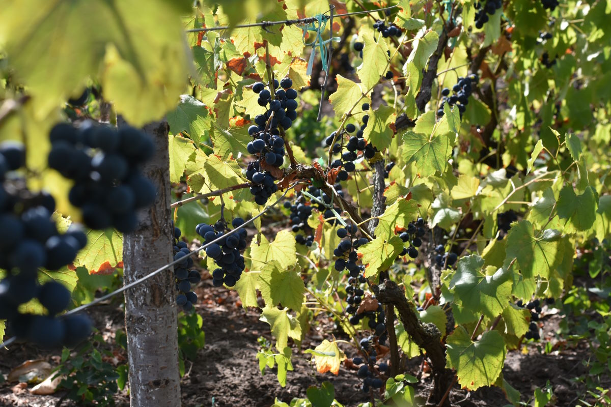 Самодельное удобрение для винограда: всего один бесплатный ингредиент