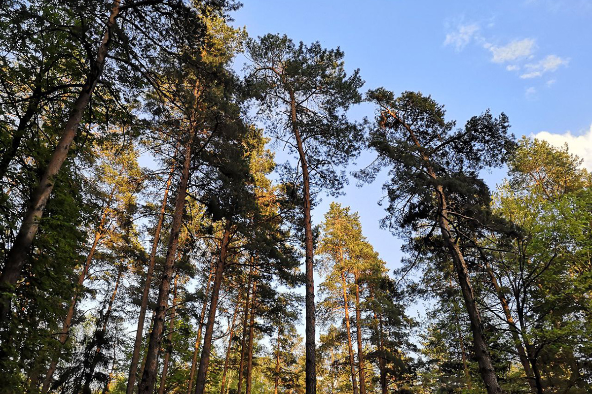 Теперь и в Браславе: лесные запреты и ограничения введены по всей стране