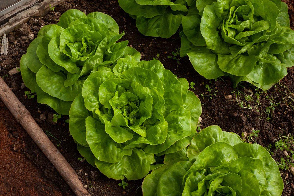 Почему салат вырастает горьким: называем главные причины