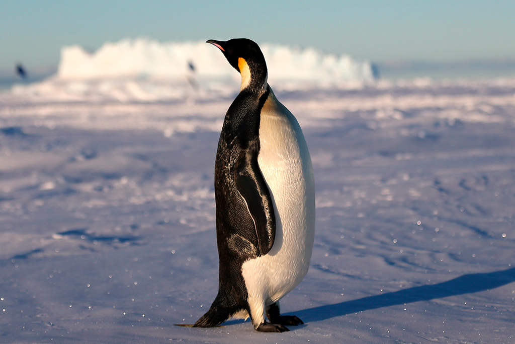 К концу века в Антарктиде могут погибнуть 97% видов животных