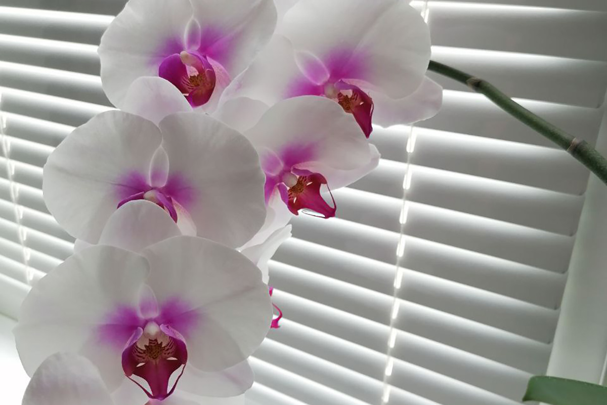 Делайте это раз в две недели – орхидея будет цвести круглый год