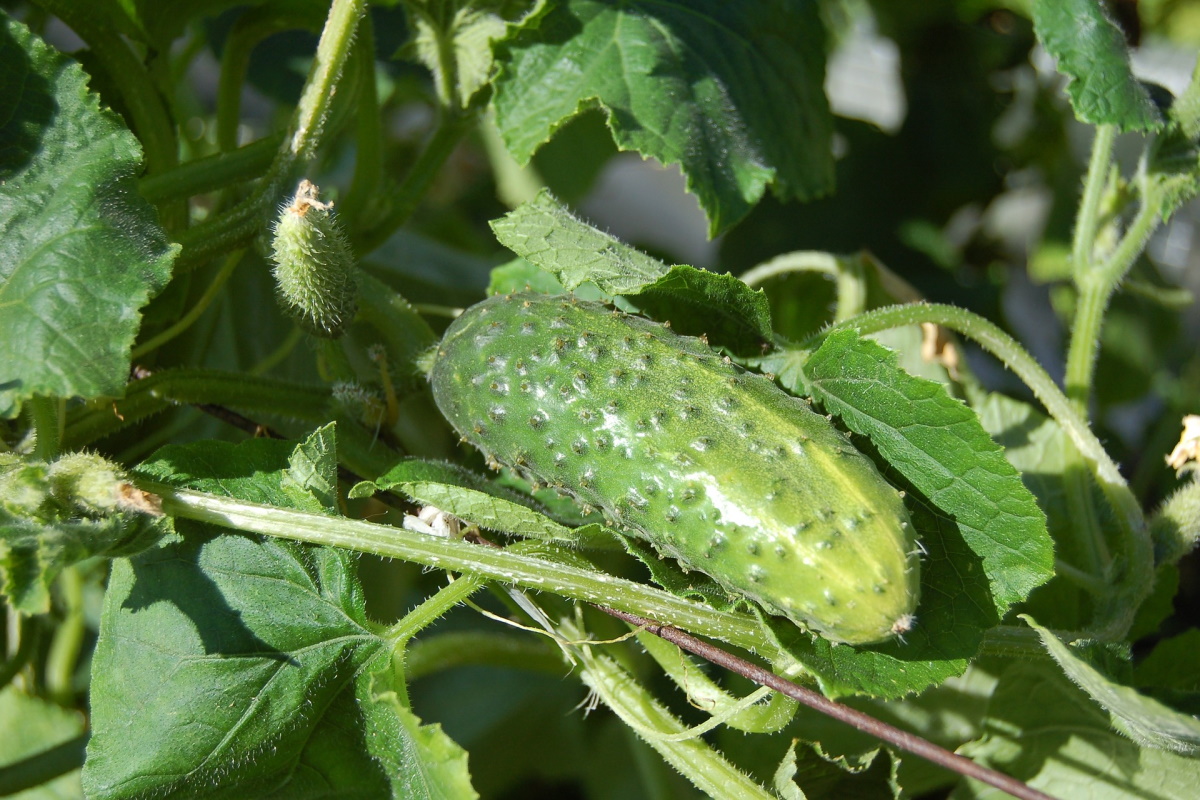 Защитить огурцы от ложной мучнистой росы поможет простая "зеленка"