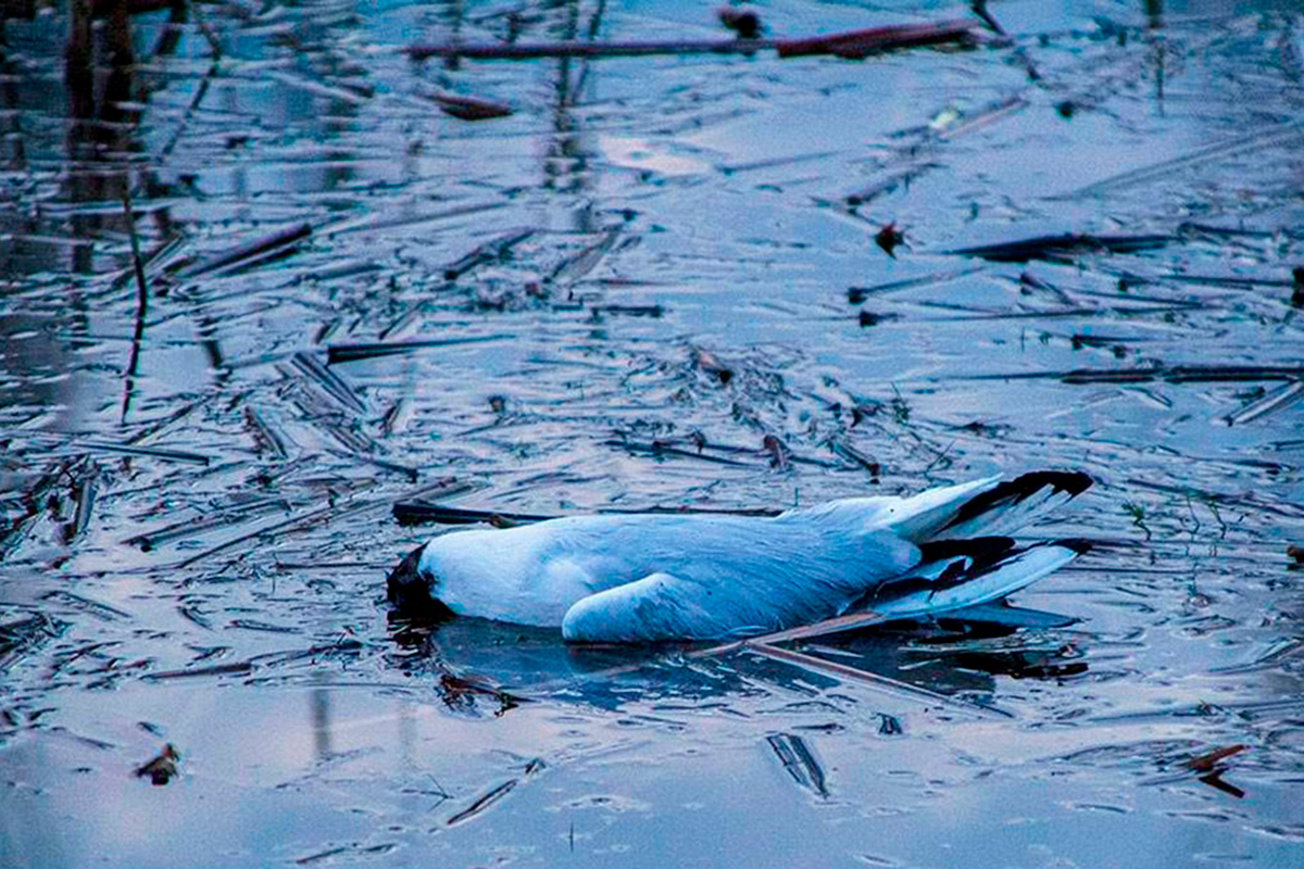 Специалисты выясняют причину массовой гибели чаек на озере в Могилеве
