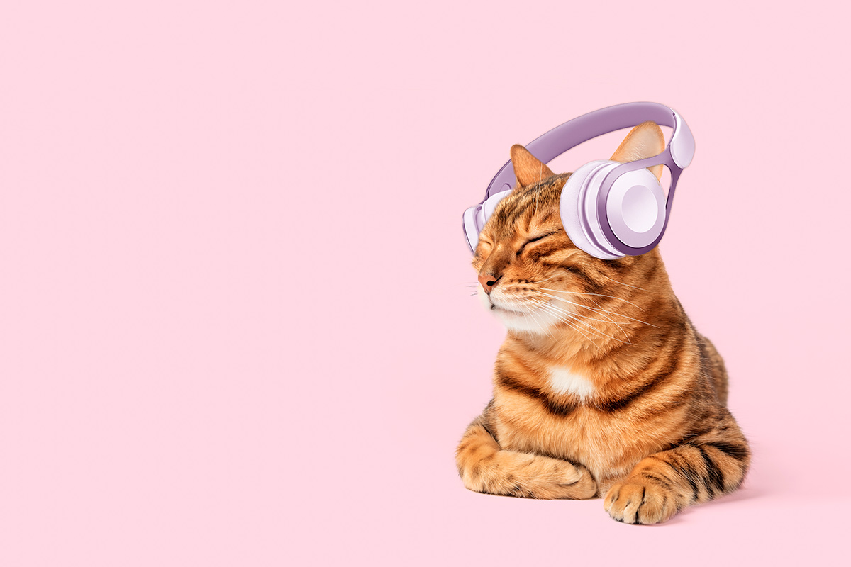 Начитанный кот: для пушистиков создали аудиокниги – вот как это звучит