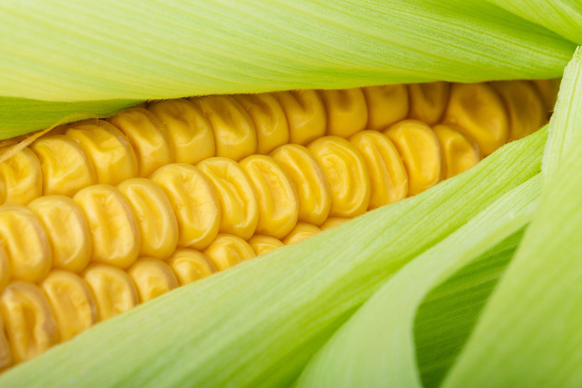 На Комаровке появилась первая кукуруза – почем продают