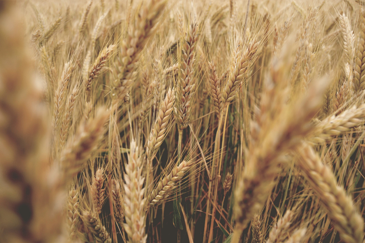 В ЕС считают, что зерна, которое вывозят из Украины, недостаточно