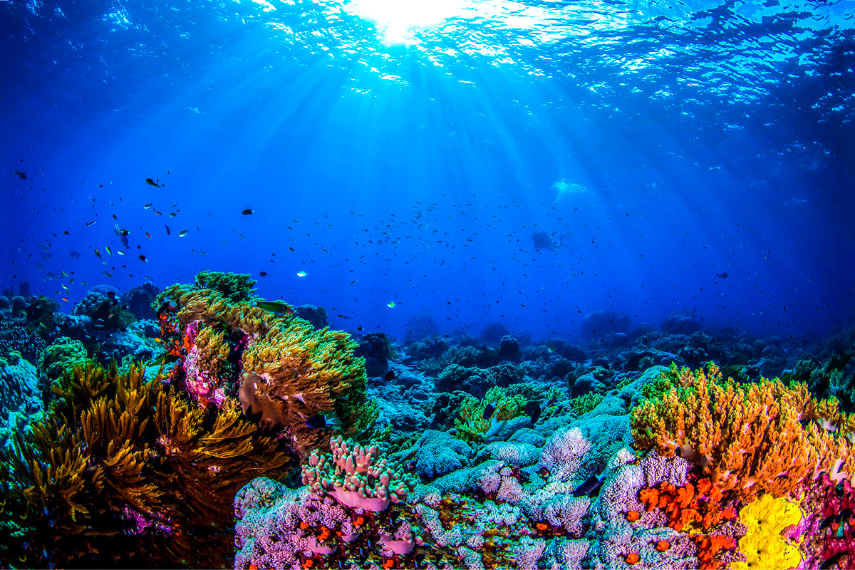 Бережный дайв-туризм: в Египте появились первые искусственные рифы