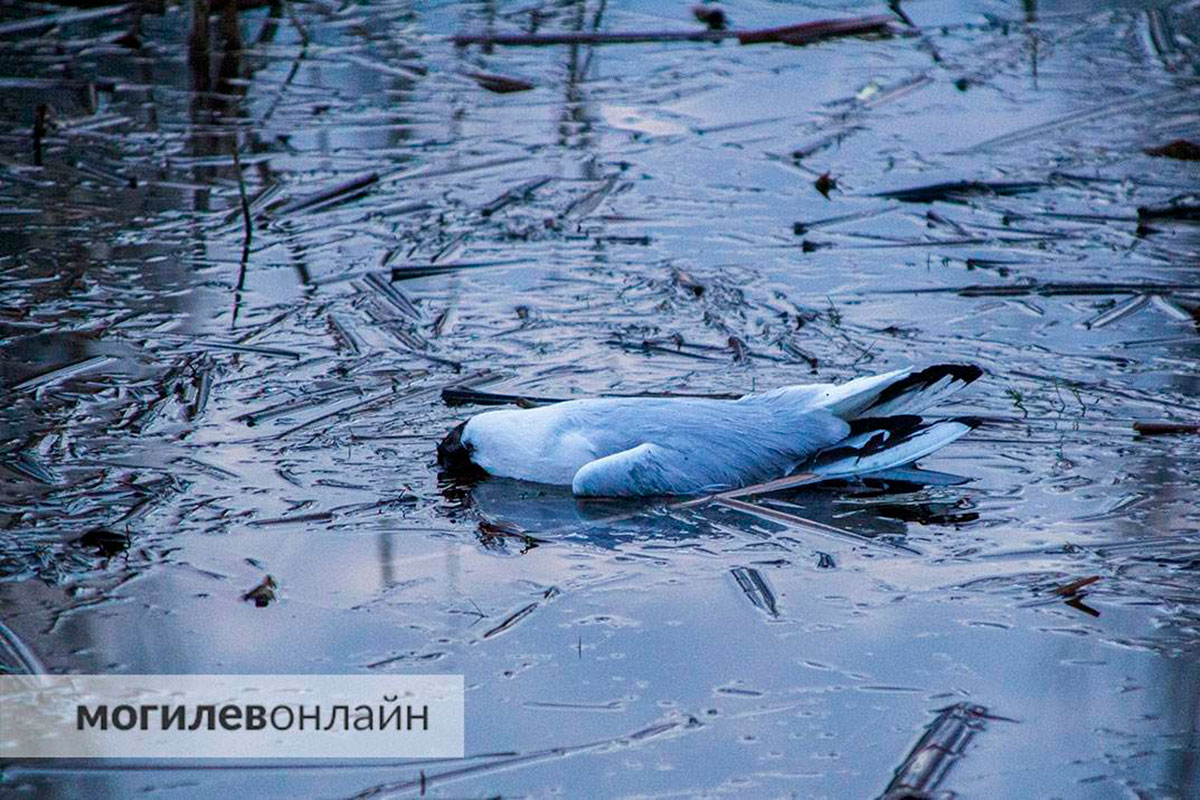 На озере в Могилеве массово умирают чайки