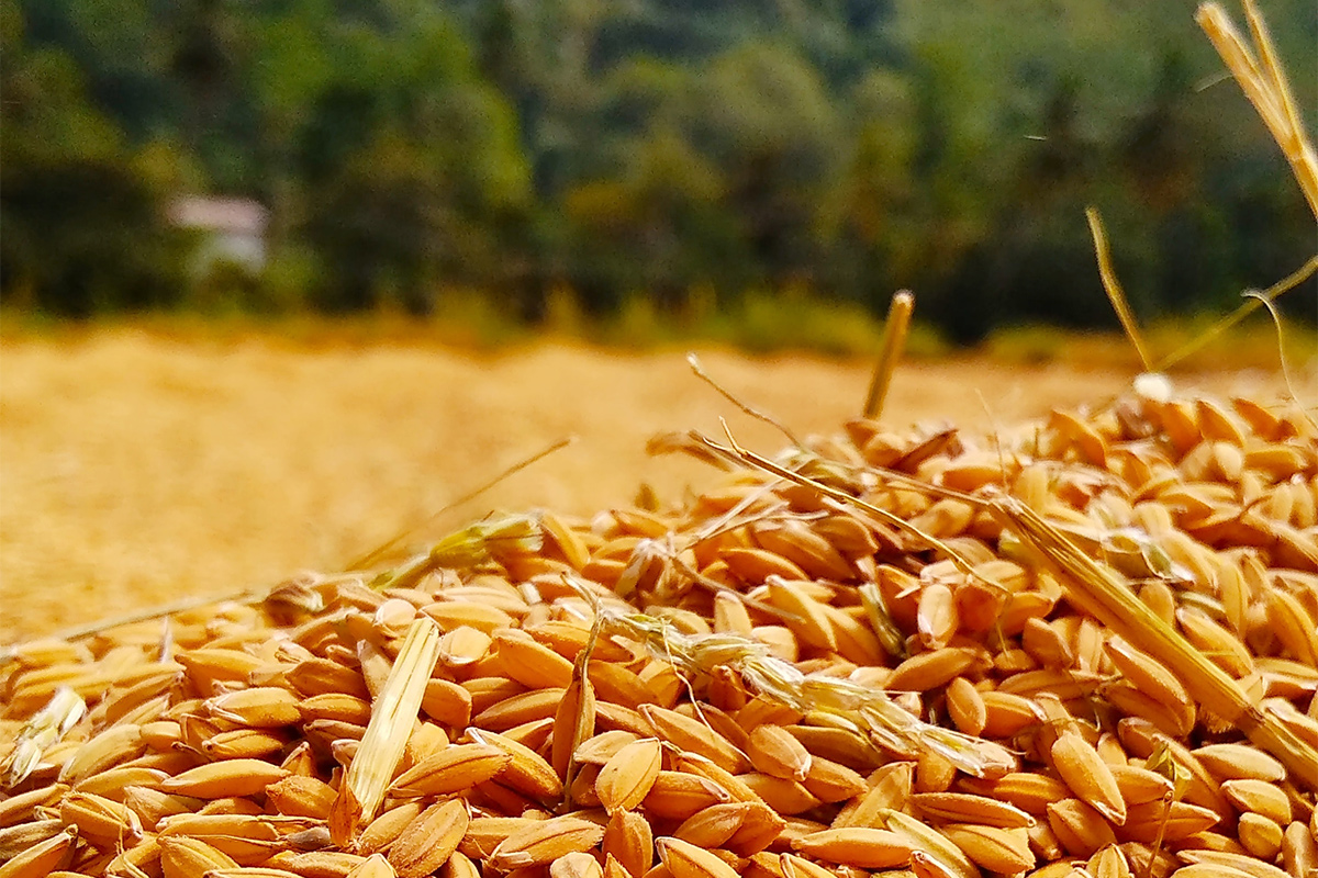 Россия запретила ввоз белорусского зерна из-за болезни