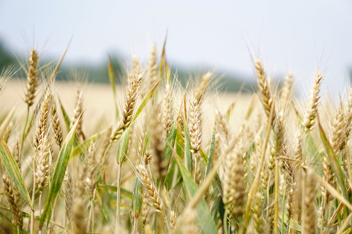 МИД Украины: зерно из страны вывозят через Польшу и Румынию