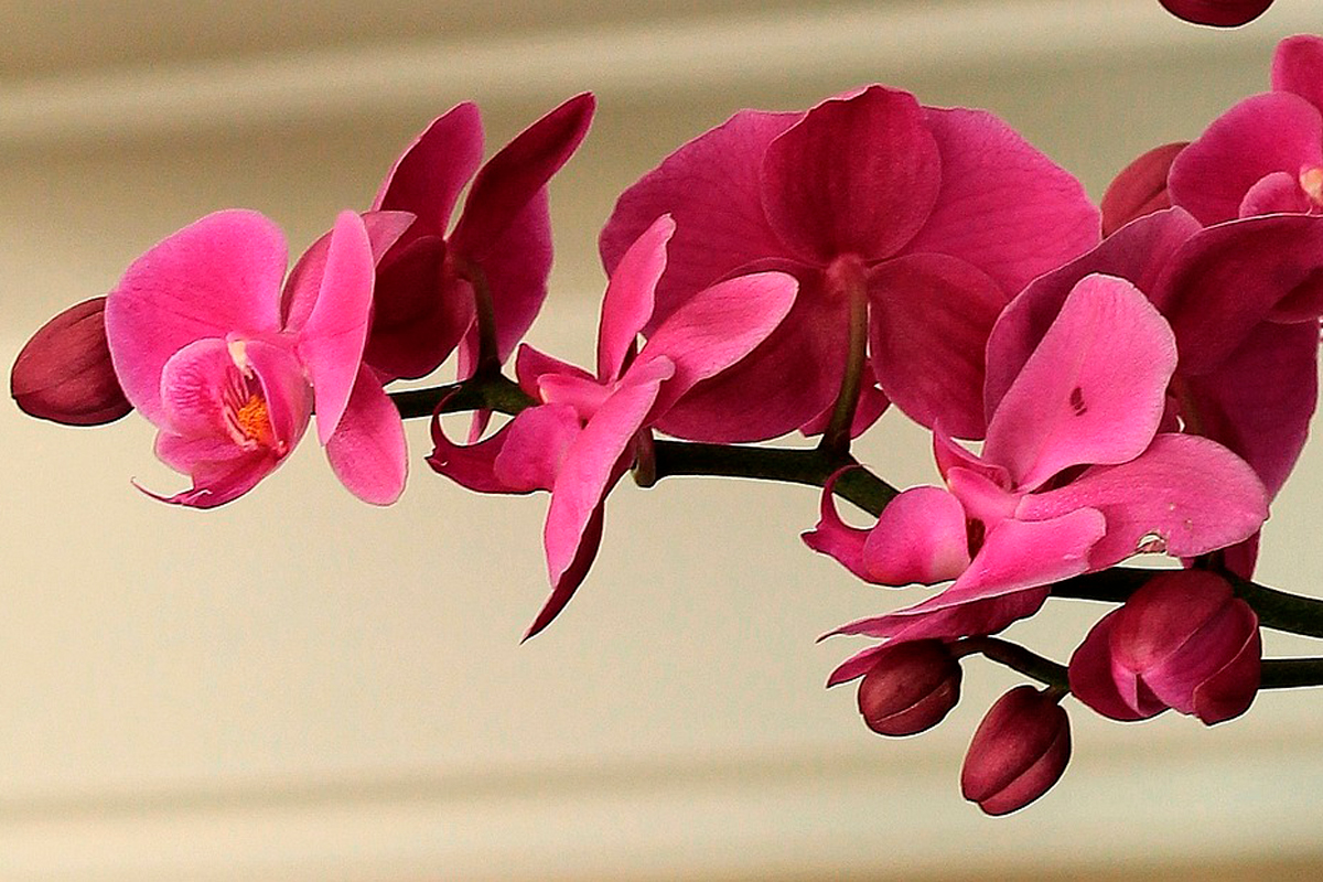 Как заставить орхидею цвести: поможет дешевый раствор