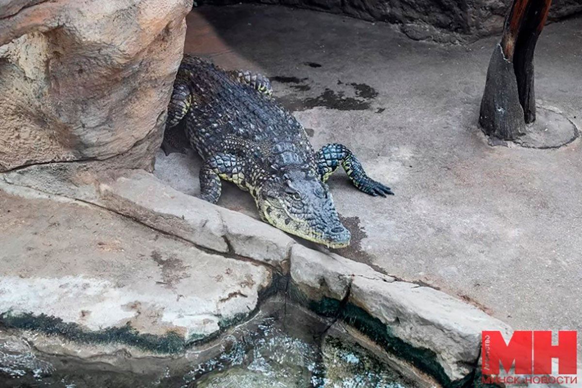 В минском зоопарке – новый крокодил: его на время отдала туда сеть стритфуда