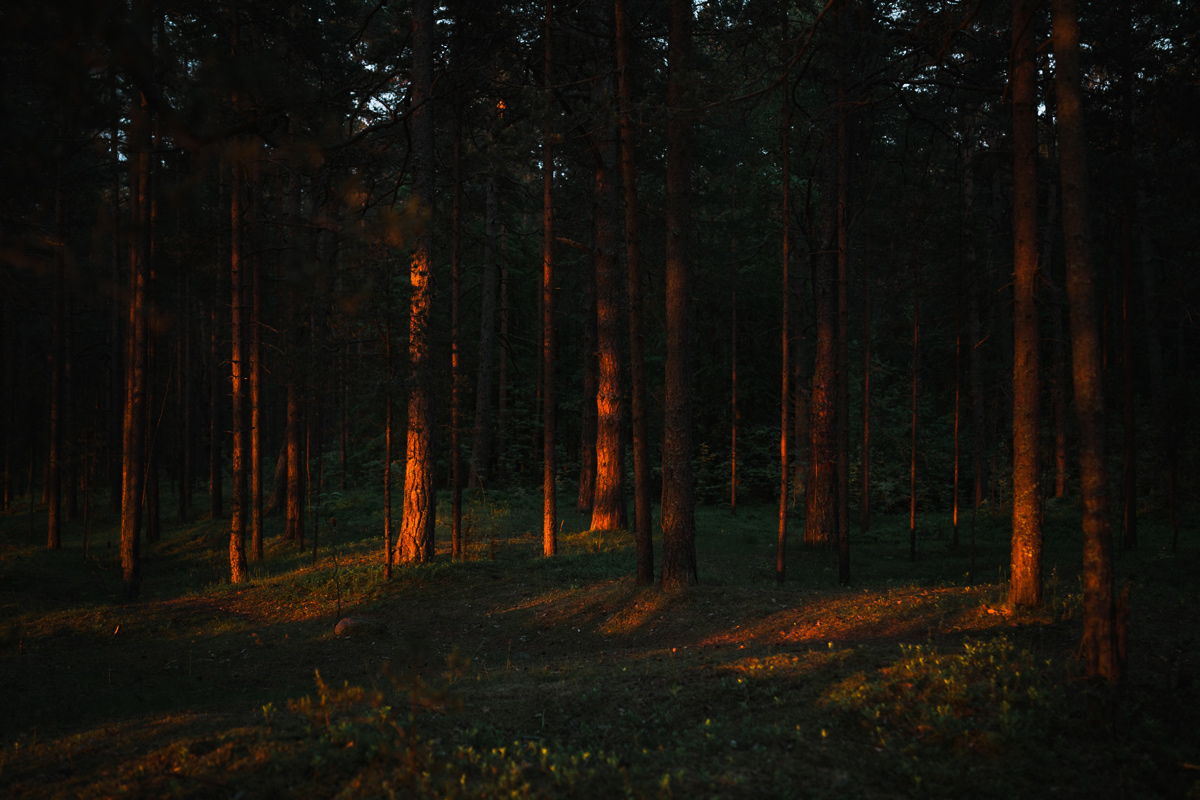 Посещение лесов разрешено в одном районе Беларуси