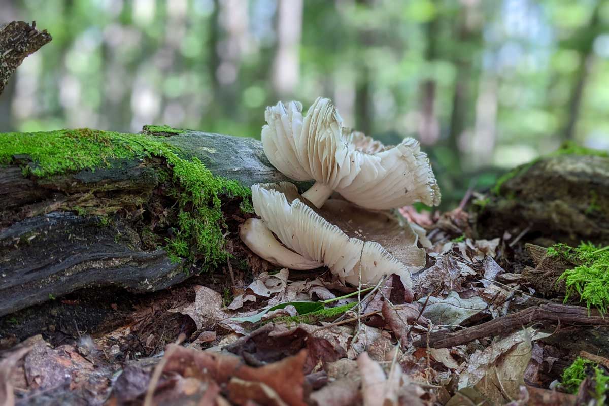 Эти грибы считаются самыми полезными в мире – не все знают