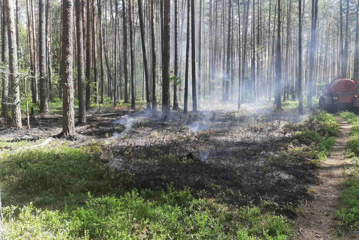 За одни сутки в Беларуси произошло восемь лесных пожаров