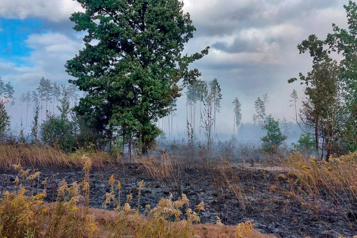 Крупный пожар под Минском – горит пять гектаров леса