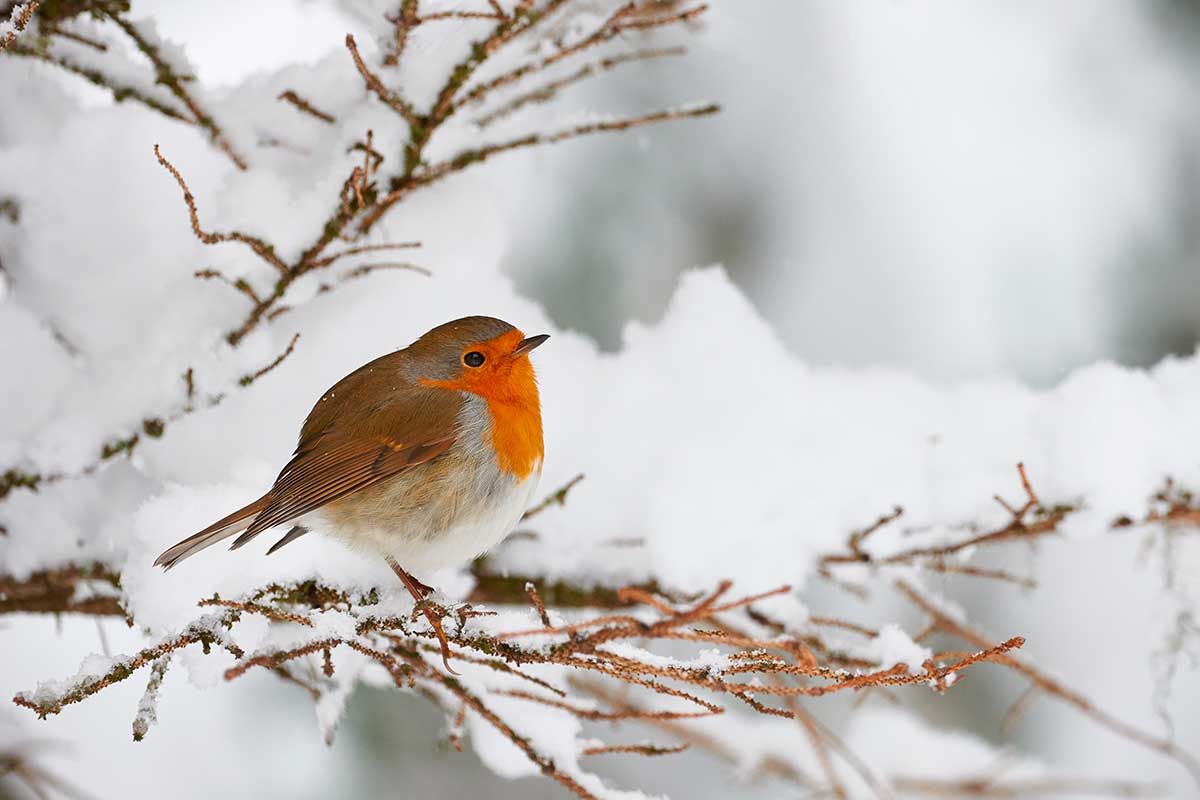 Чем кормить птиц, которые зимуют в Беларуси, рассказал орнитолог