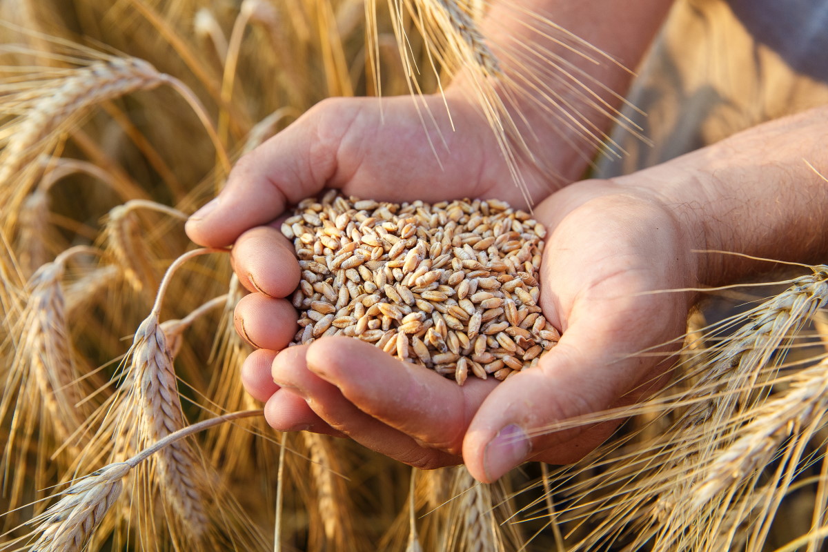 Беларусь снова ограничила вывоз зерновых, рапса и подсолнечника на полгода
