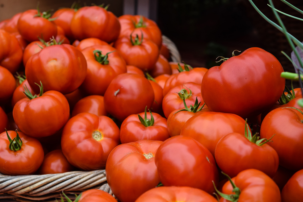 До 10 кг помидоров с куста: готовим подкормку для томатов