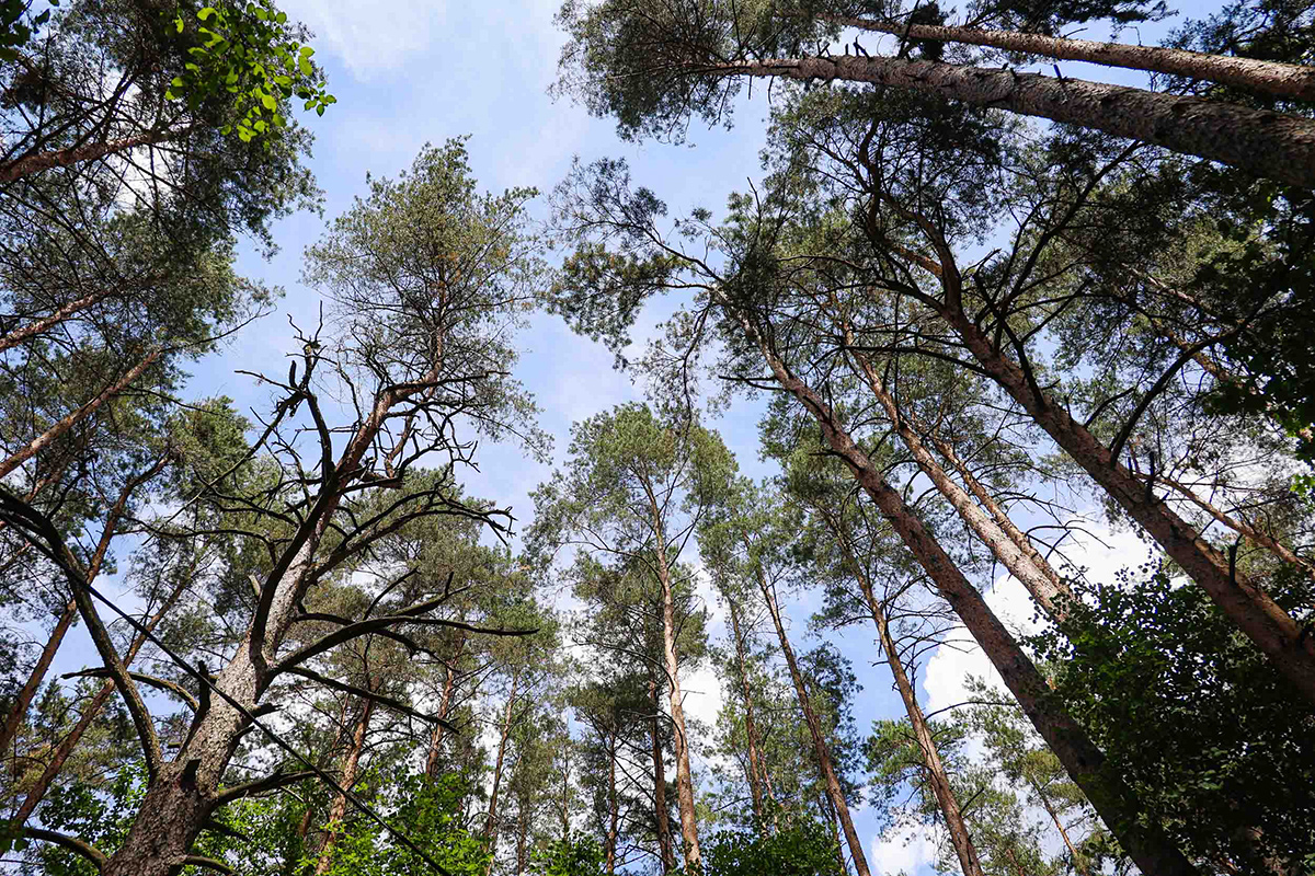 В Беларуси начали снимать ограничения на посещение лесов