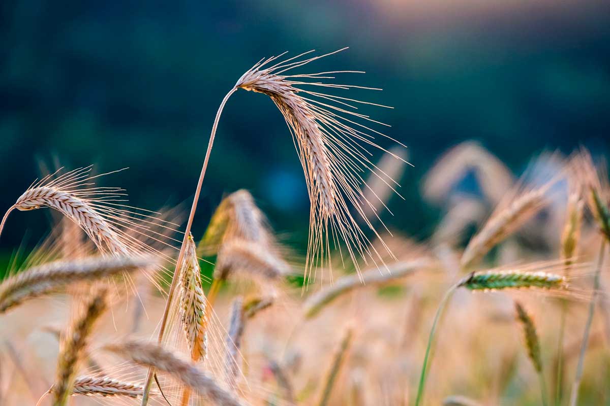 ЕС не смог принять решение о пошлинах на зерно из Беларуси – что теперь