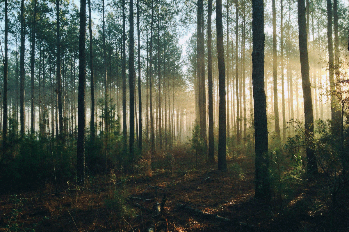 Ограничения на посещение лесов действуют почти по всей Беларуси