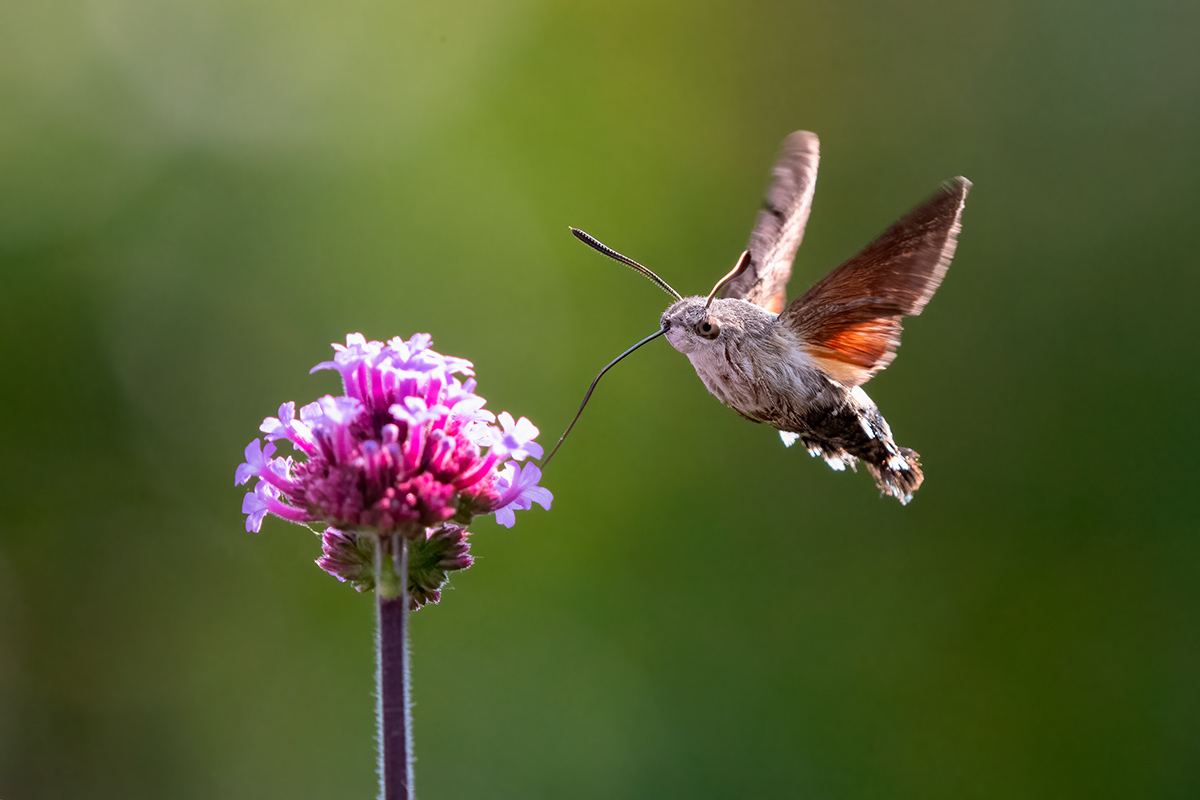 "Это колибри!": в Гродно заметили существо, очень похожее на миниатюрную птицу