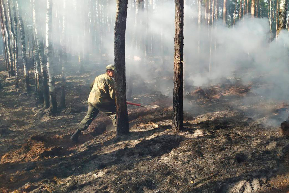 В Беларуси полыхают леса: пожар охватил территорию в 10 га