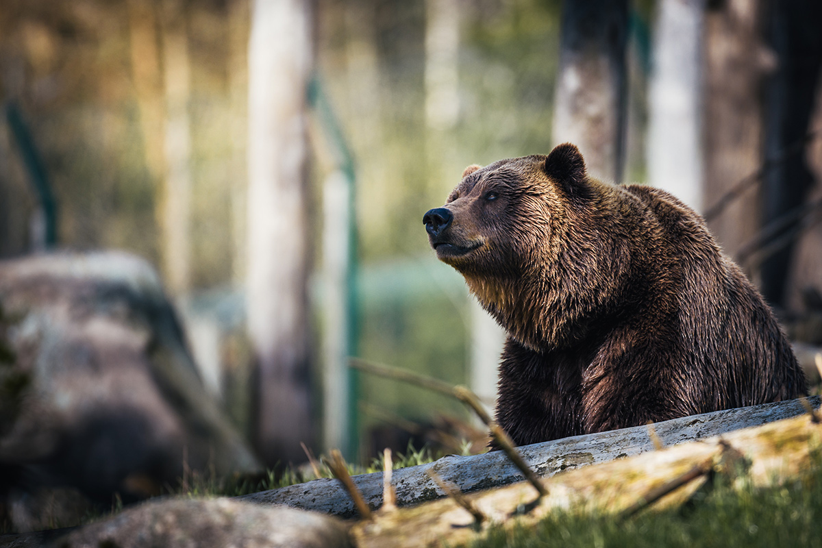 Медведь разорил пасеку в нацпарке – почему это хорошо