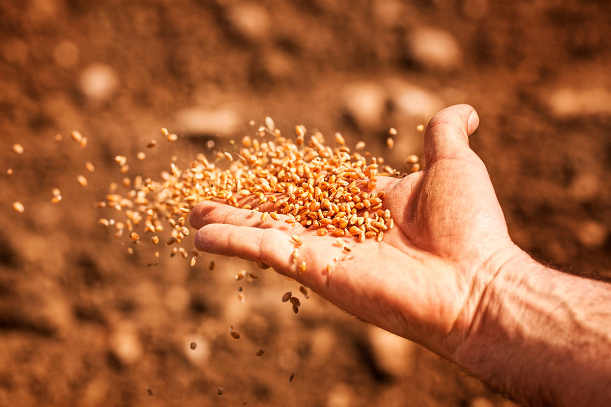 ЕС введет пошлины на зерно из Беларуси – цены могут вырасти на 50%