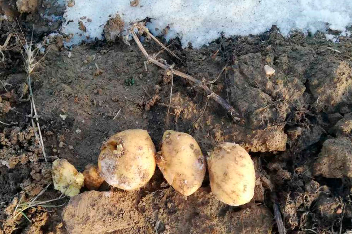 В Смолевичском районе под снегом нашли картофель – целых 150 тонн