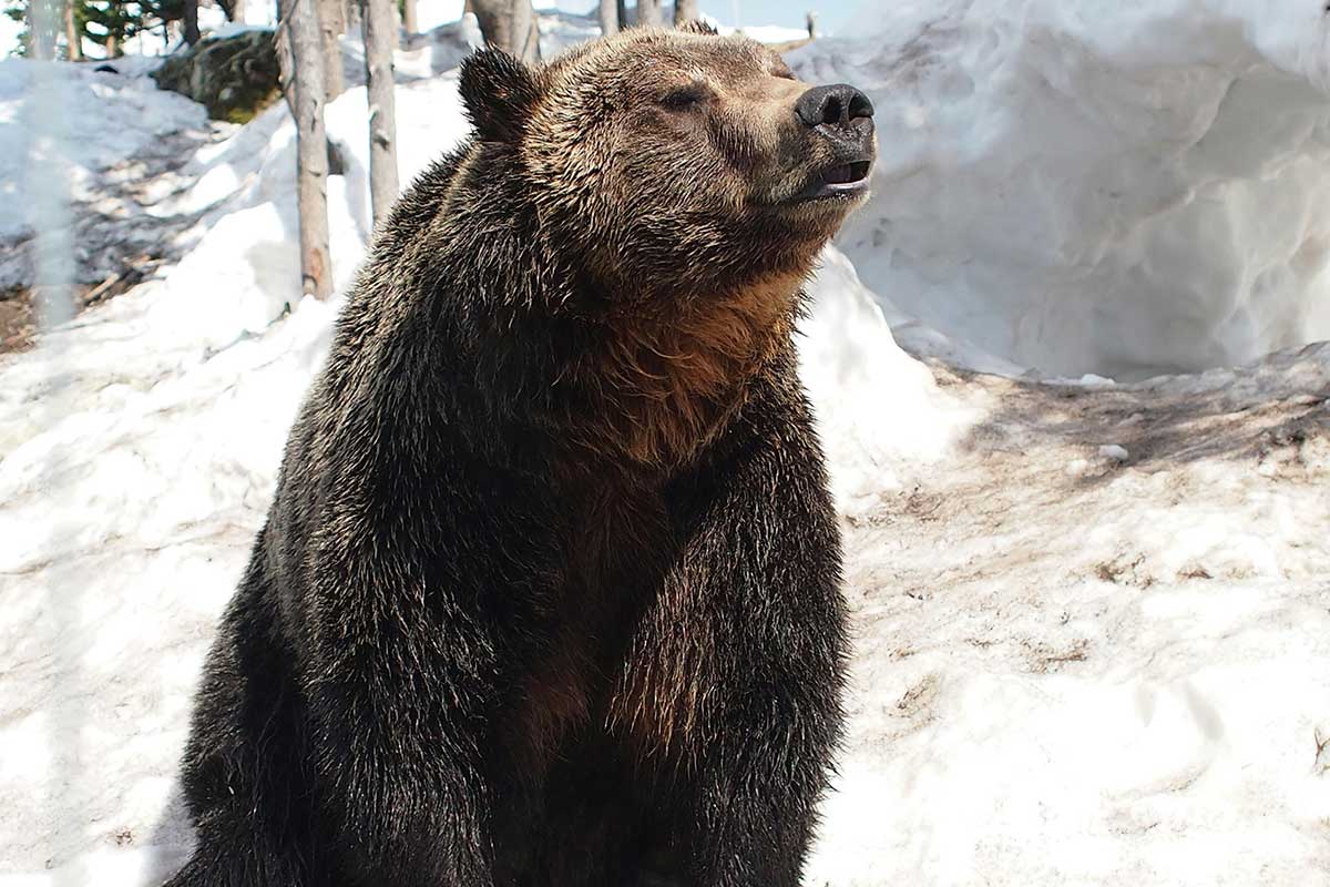 Белоруска пыталась убежать от медведя в Словакии – женщина погибла