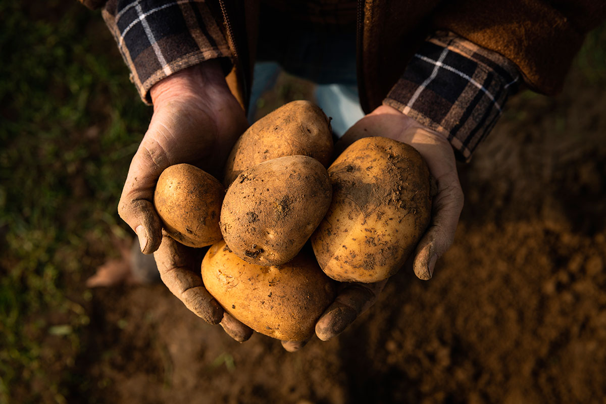 Нужно ли поливать картофель на грядке: ответ вас удивит