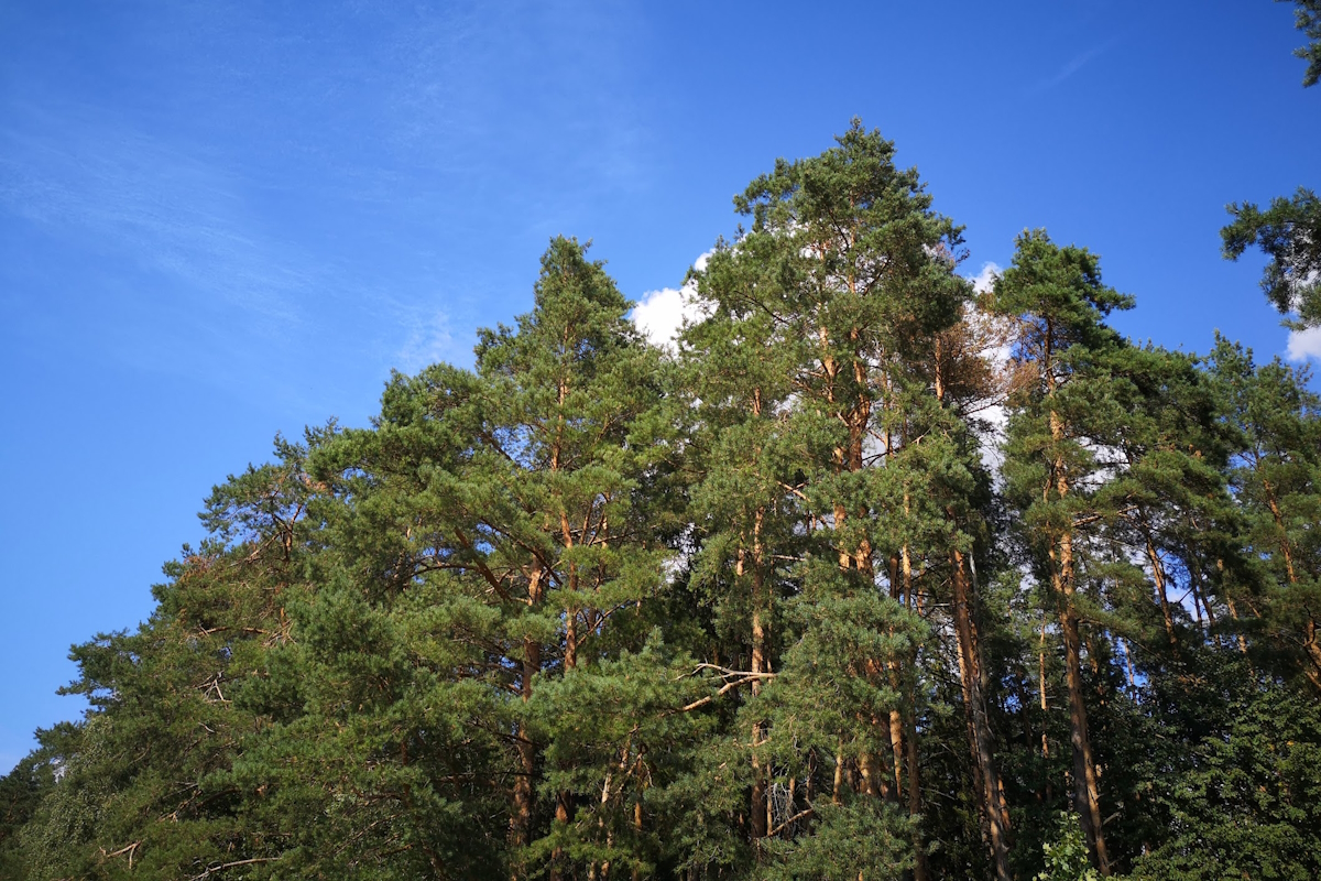 В Беларуси вводят ограничения на посещение лесов – узнали где