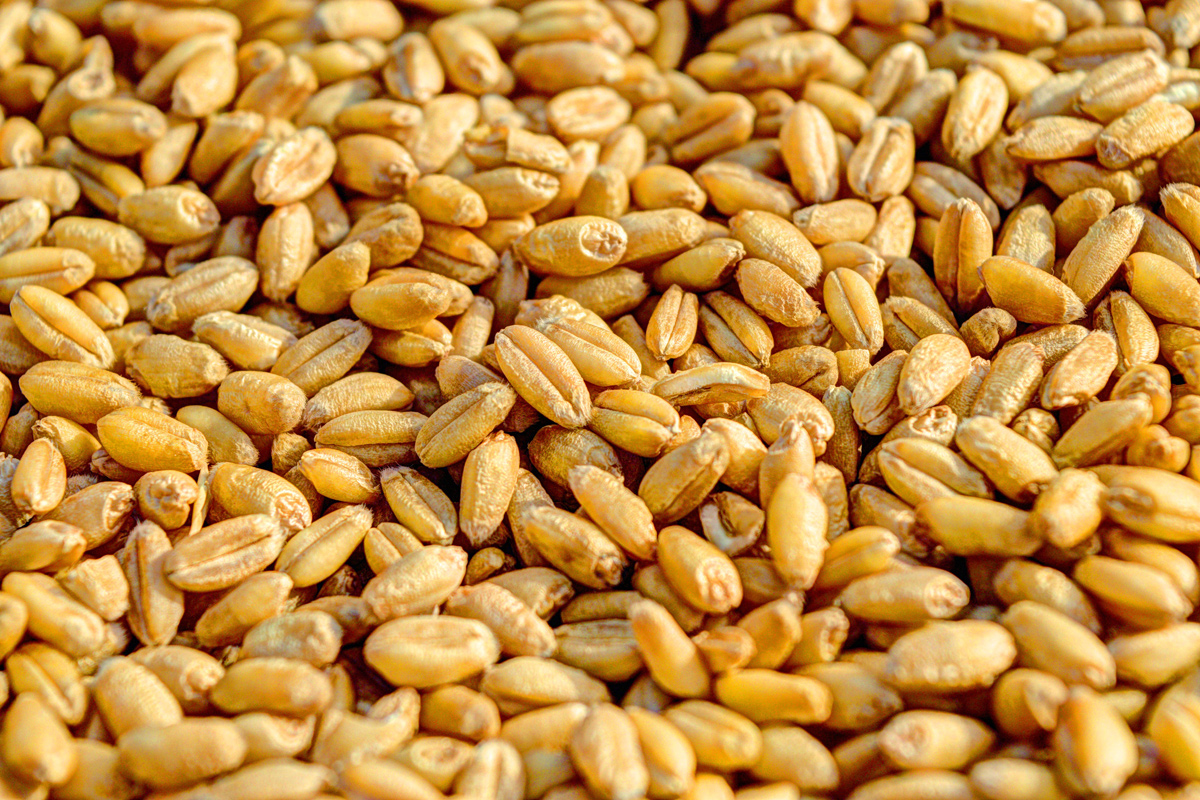 Беларусь еще на полгода продлила запрет на вывоз зерна из страны