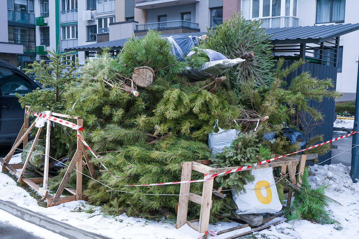 В столичном ЖКХ рассказали об утилизации новогодних елок