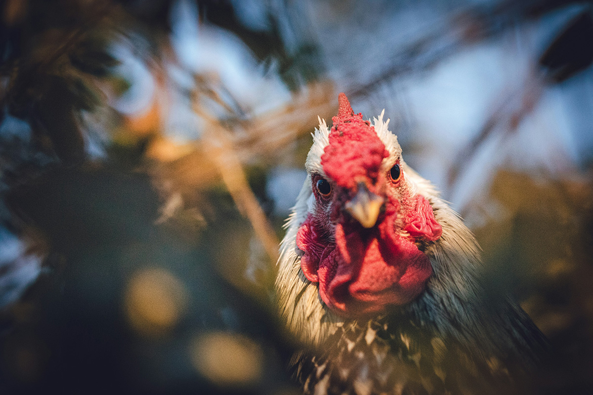 Предприимчивый белорус своровал почти 20 тысяч цыплят – как это возможно