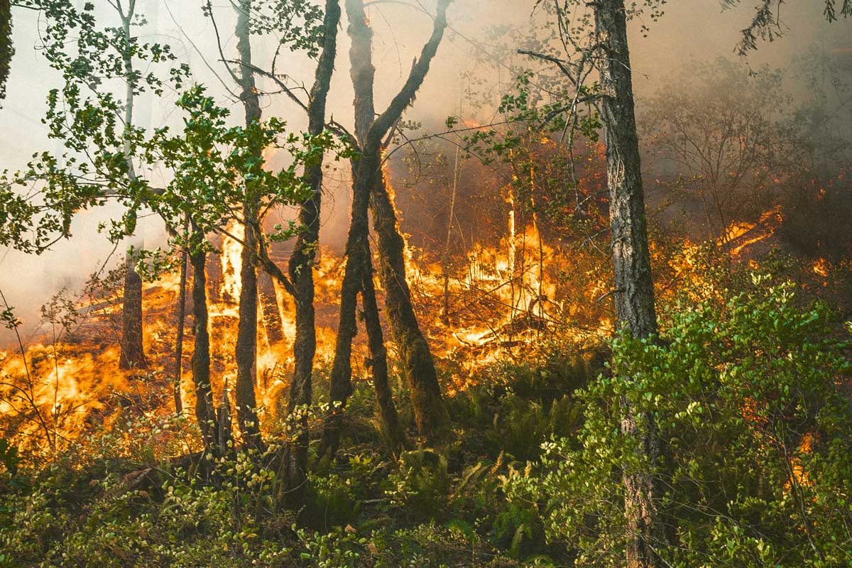 В километре от Беларуси бушует лесной пожар – его пытаются остановить