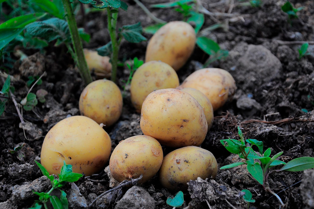 Три четверти картофеля в Беларуси растет на огородах – Минсельхоз