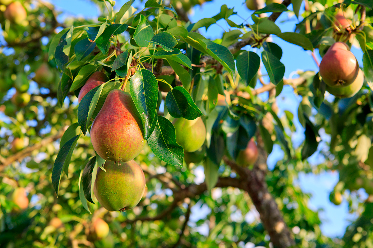 Парша яблонь и груш: этот метод прогонит грибок навсегда