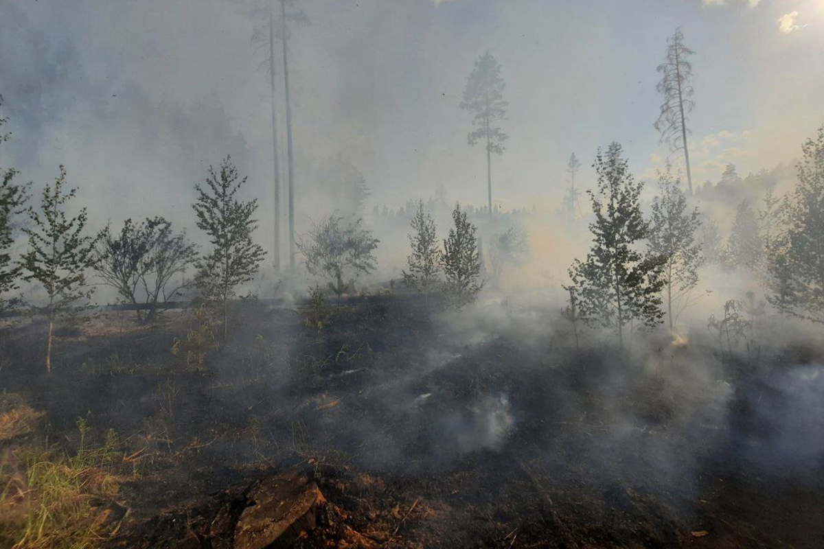 За одни сутки в Беларуси случилось 23 лесных пожара