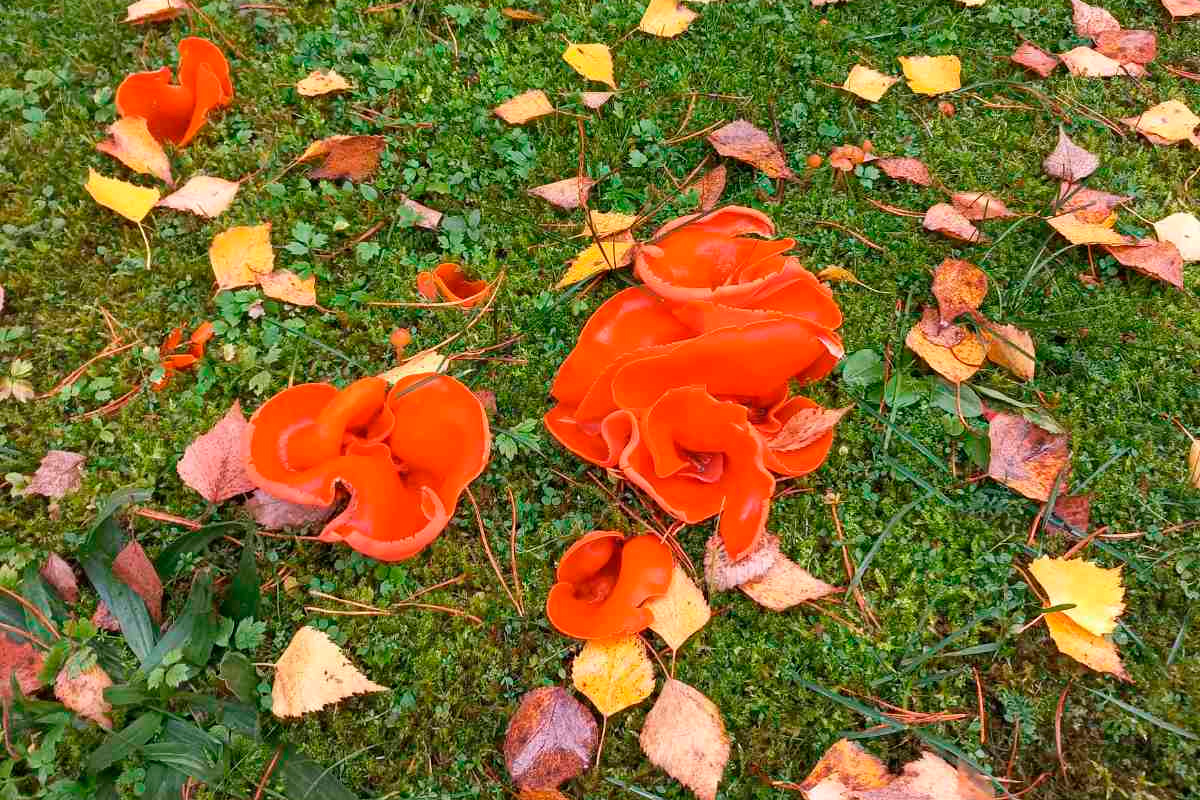 Оранжевый цветок: в Беловежской пуще нашли необычный гриб
